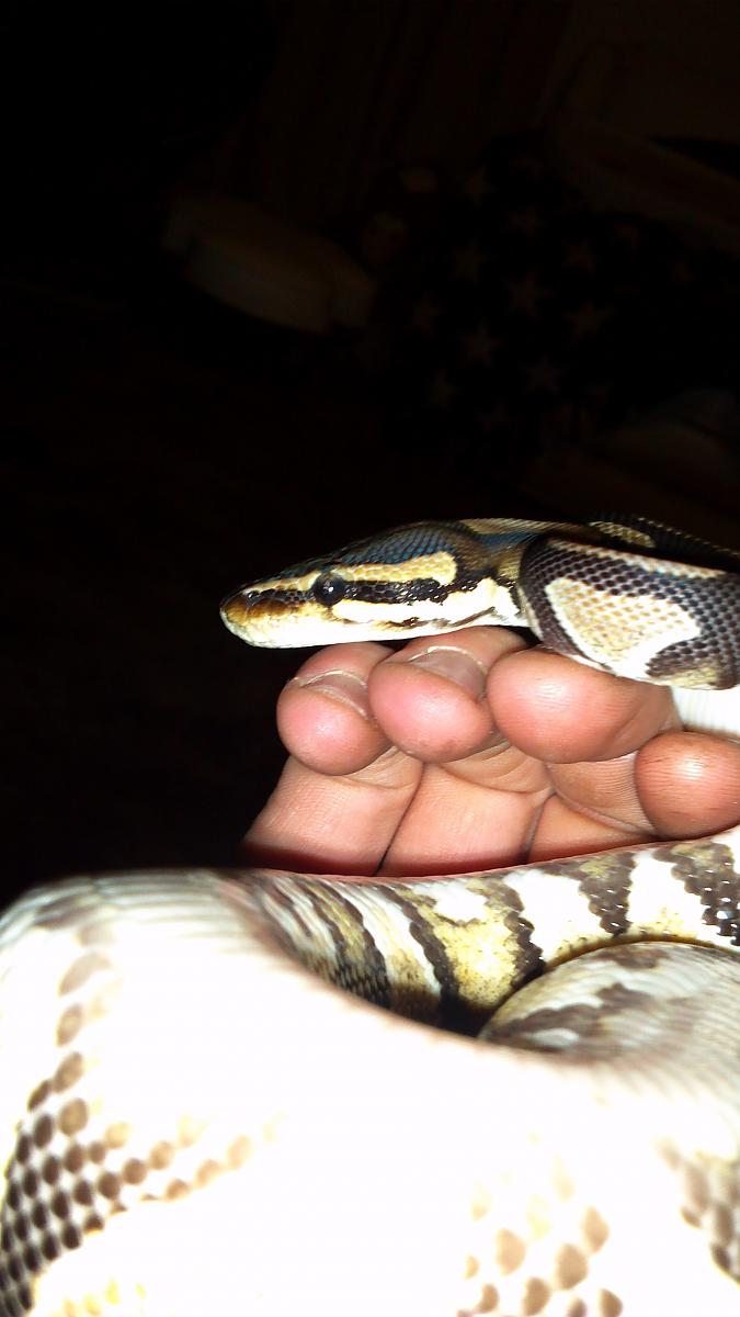 Yellow belly
