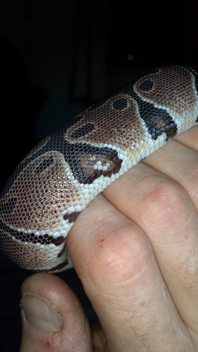 daisy