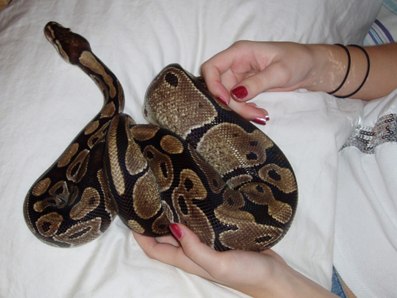 Ball Python