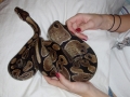 Ball Python