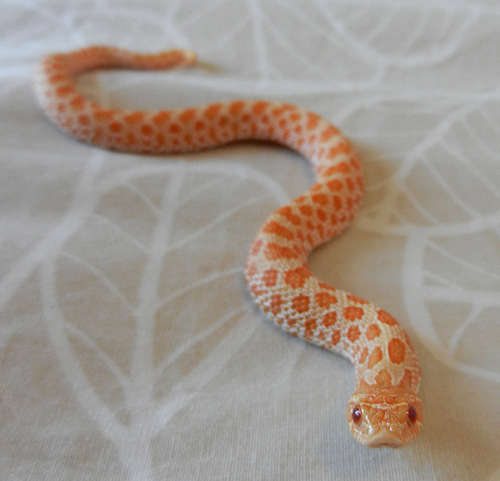 Wilbur the albino hognose at 6 months old