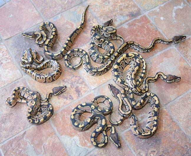 Baby Ball Pythons
