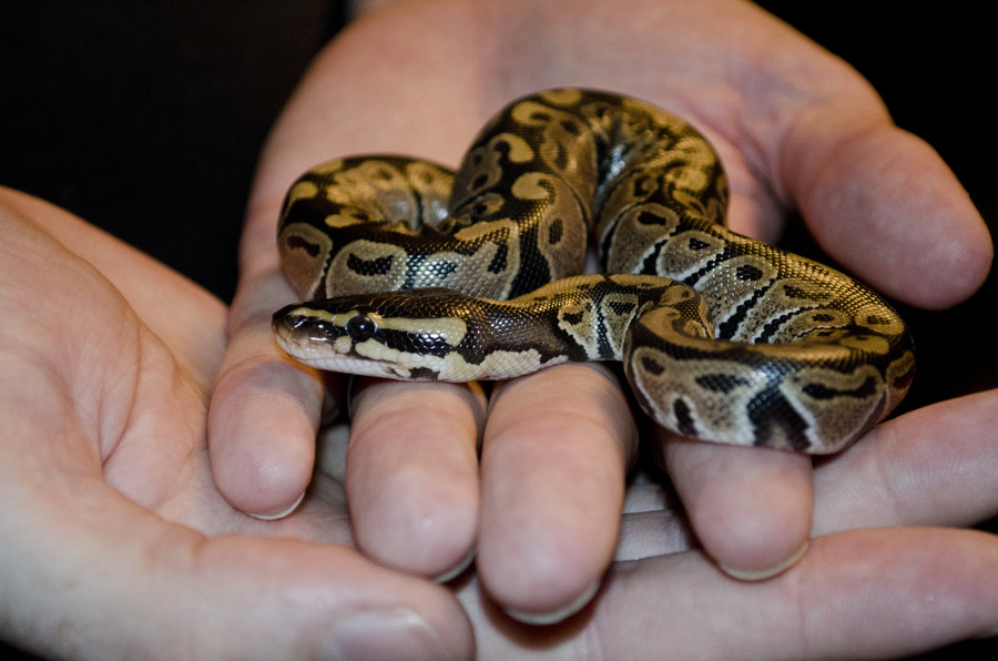 Baby Ball Pythons