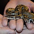 Baby Ball Pythons