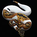 Pied Ball Python