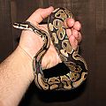 Ball Python