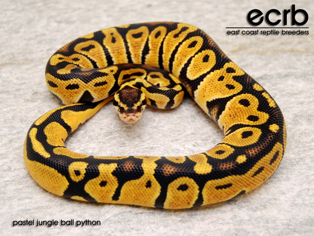 Pastel Jungle Ball Python