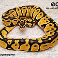 Pastel Jungle Ball Python