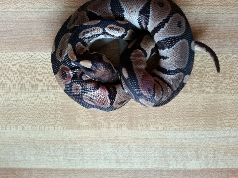 darwin 3