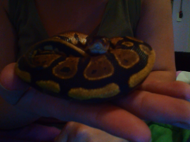 Yellow Belly