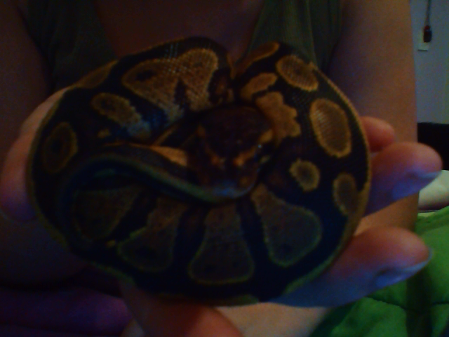 Yellow Belly
