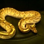 some more of my pretties