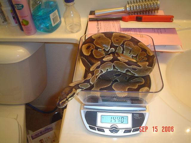 SqueezWeigh1