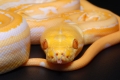 Dwarf Albino Genetic Stripe Reticulated Python