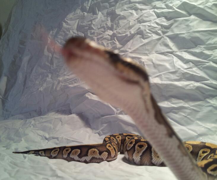 Rose the mojave