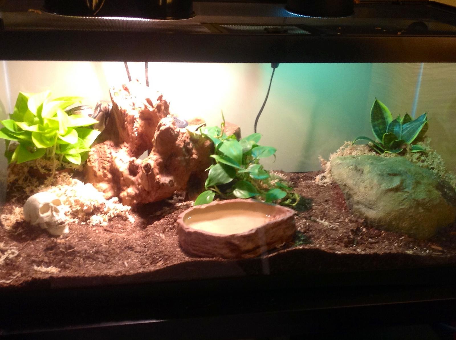 Tina's 40 gallon enclosure
