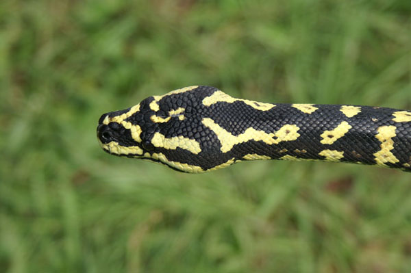 female