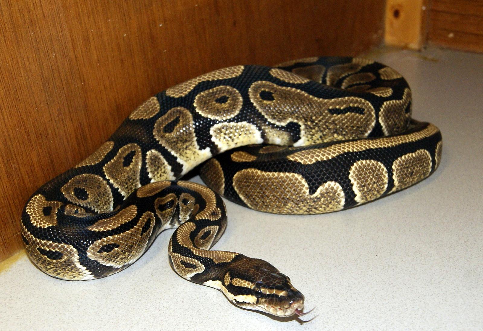 my snakes