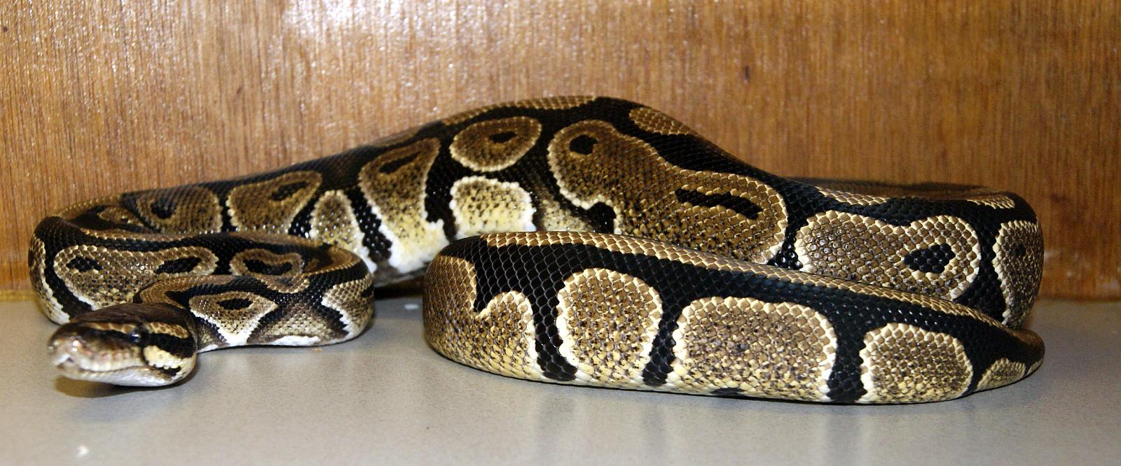 my snakes