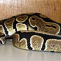 my snakes