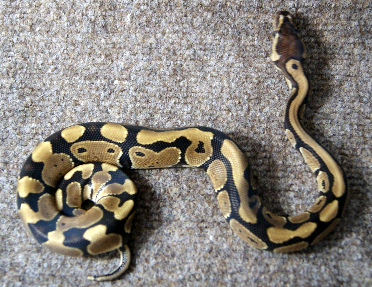 my snakes