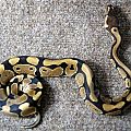 my snakes