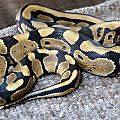 my snakes