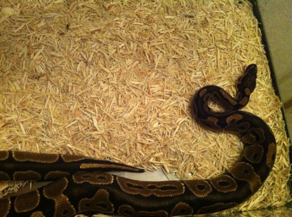 herps