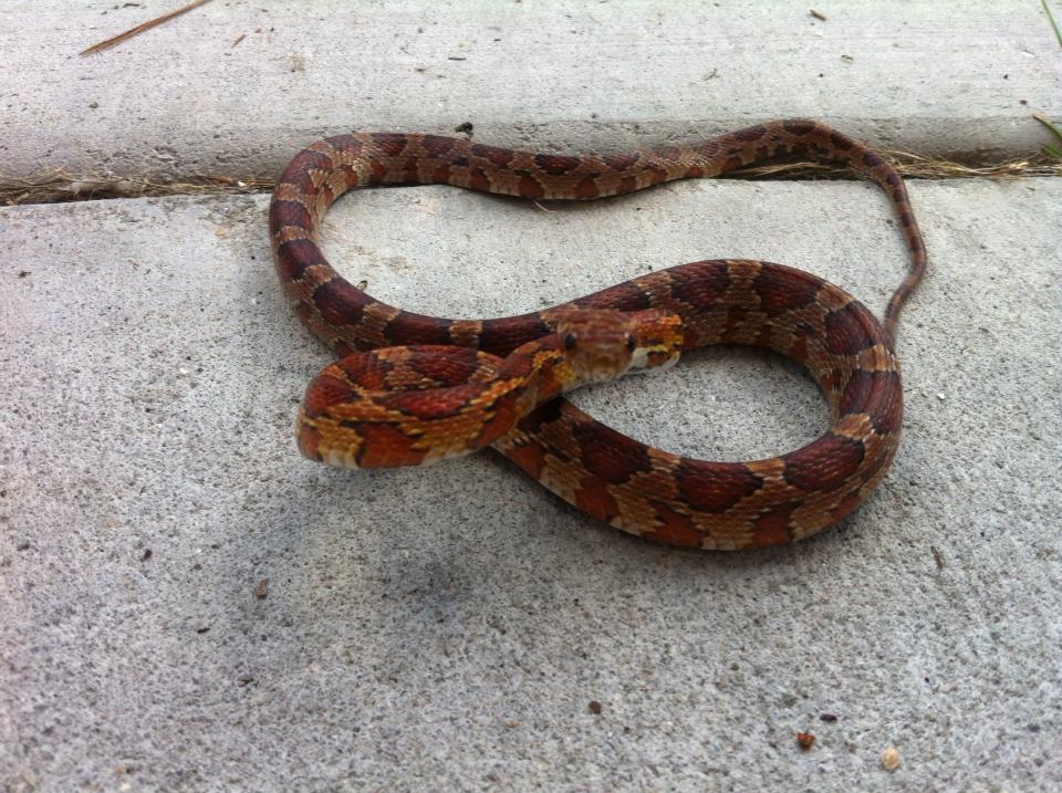 herps