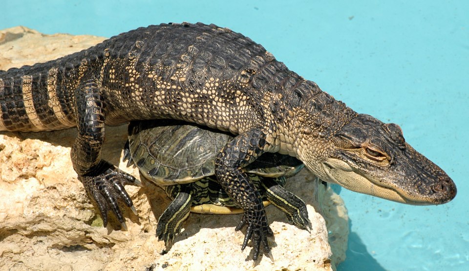 herps