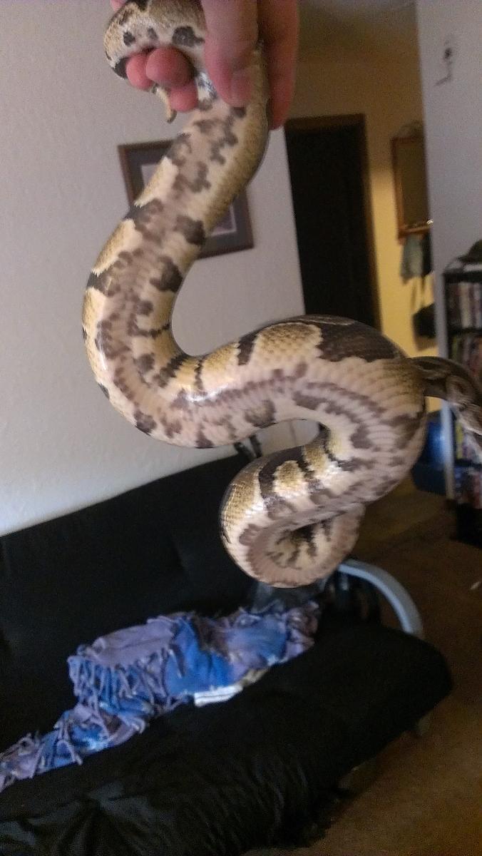 black markings on belly