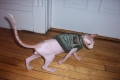 canine jacket patrol