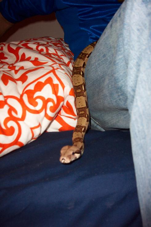 edenbed