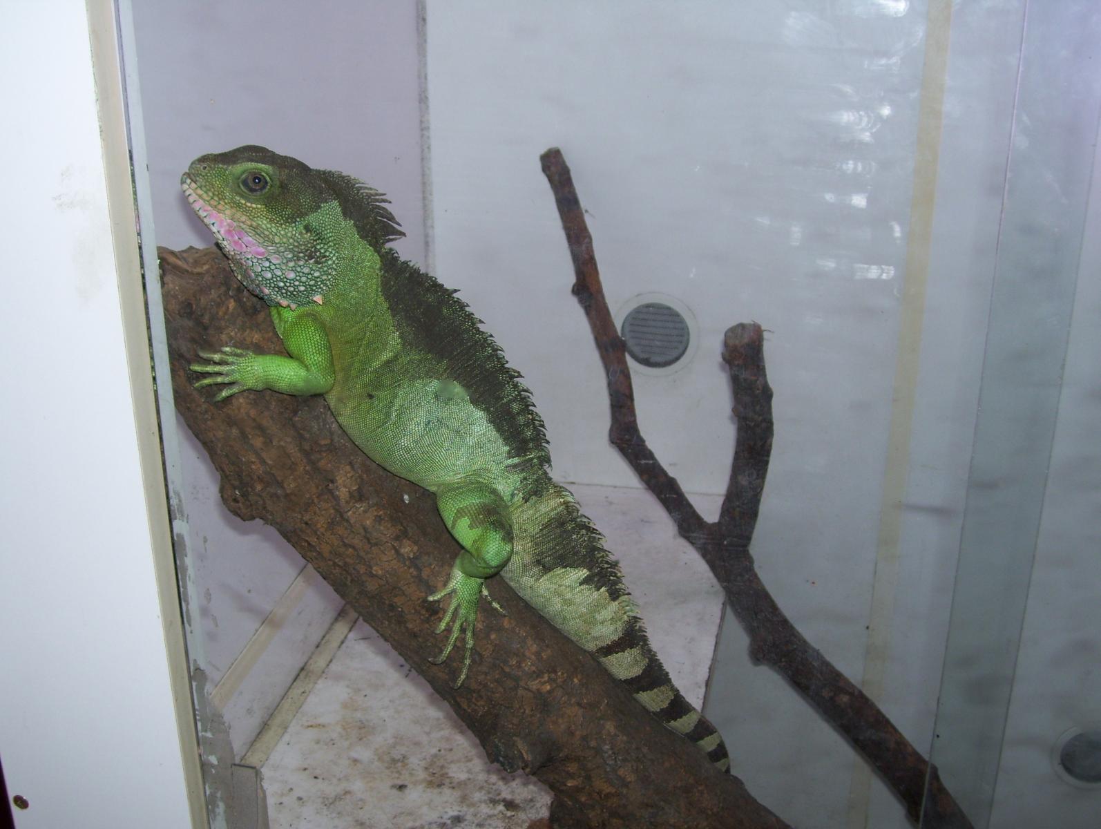 Chinese water dragon