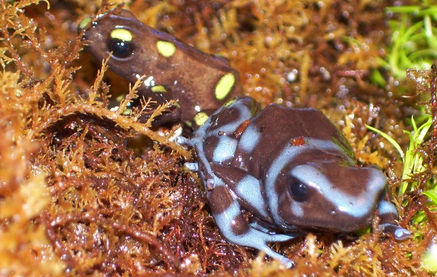 Dart Frogs