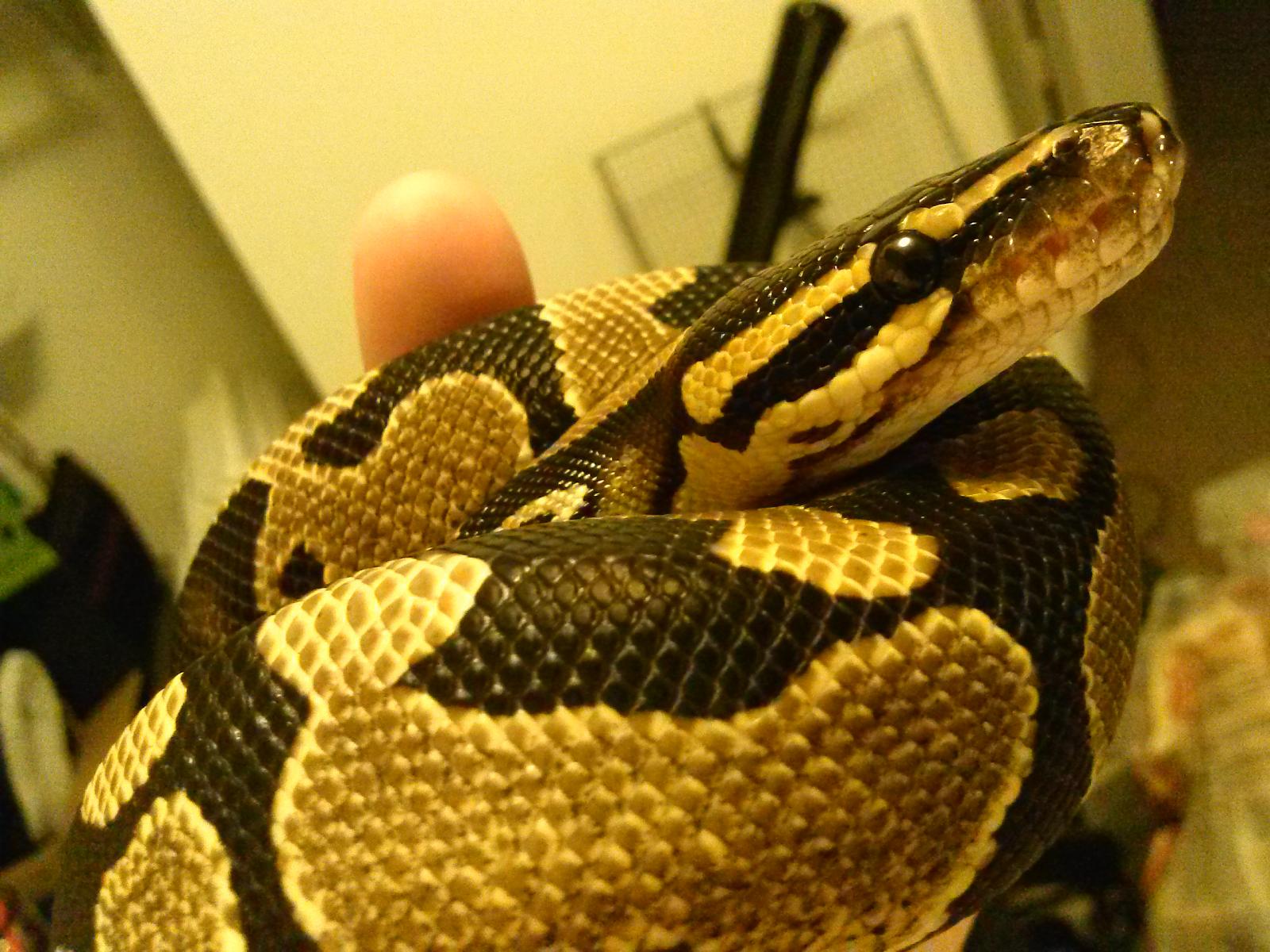 Viper's close up.