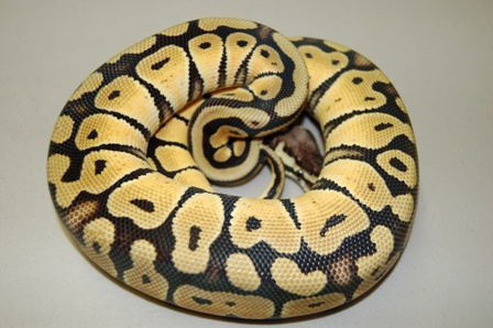 4-07 snakes