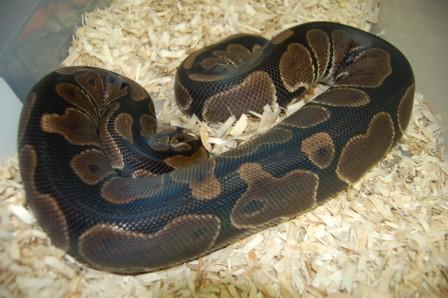 Het Albino female