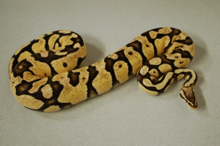 Amaretto