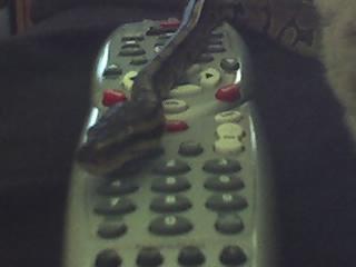 RexTV