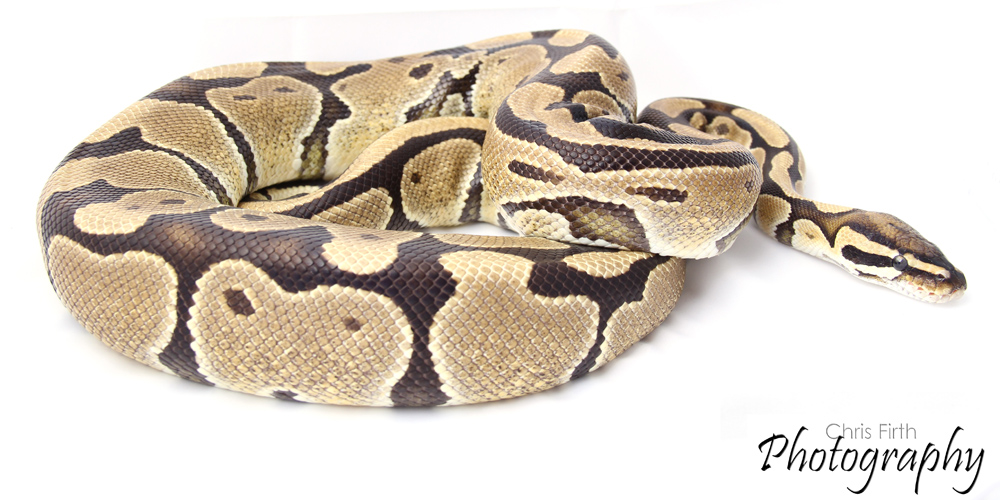 Poss Vanilla