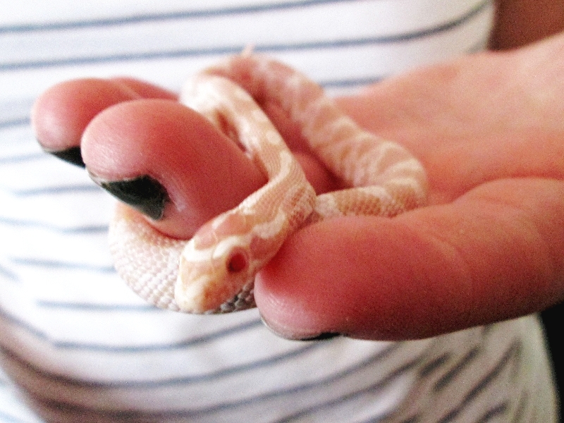 arlo