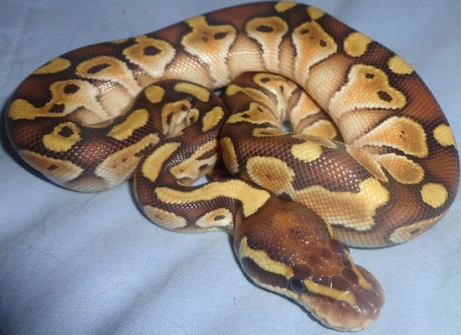 Butter Ball Python
