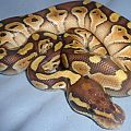 Butter Ball Python