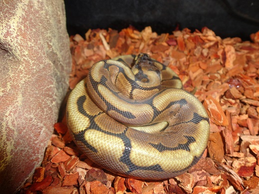 Spider Ball Python