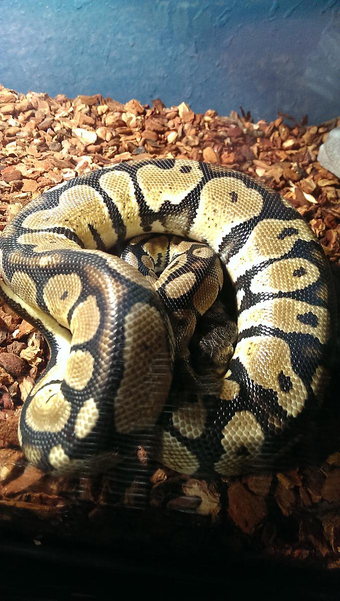 Fire Ball Python