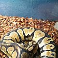 Fire Ball Python