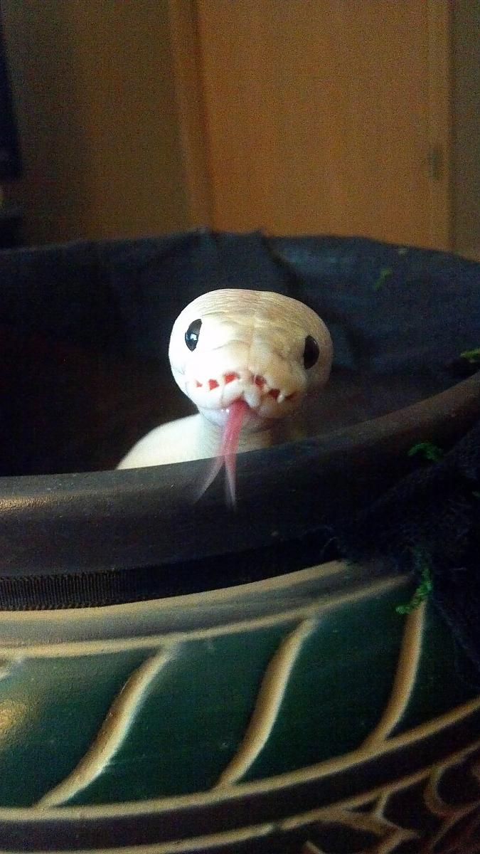 Tongue Shot