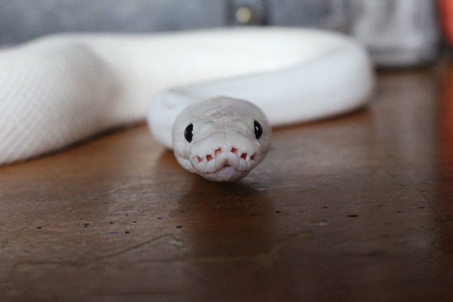 My Sweet Serpent