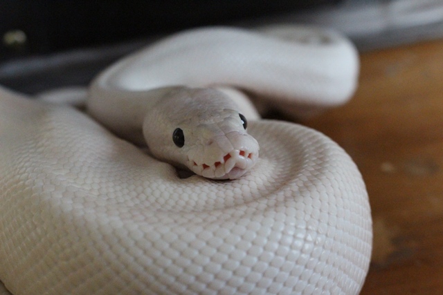 My Sweet Serpent